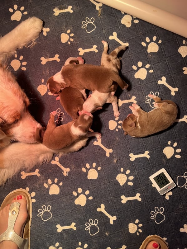 Berger Australien - Des Loulous De Nanou