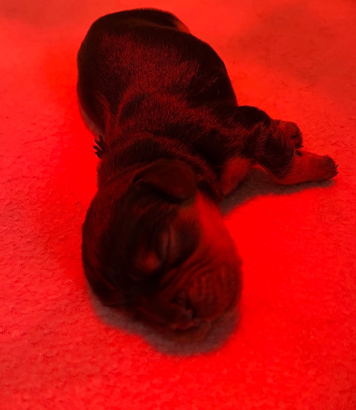 Chiot N 1 - Cavalier King Charles Spaniel