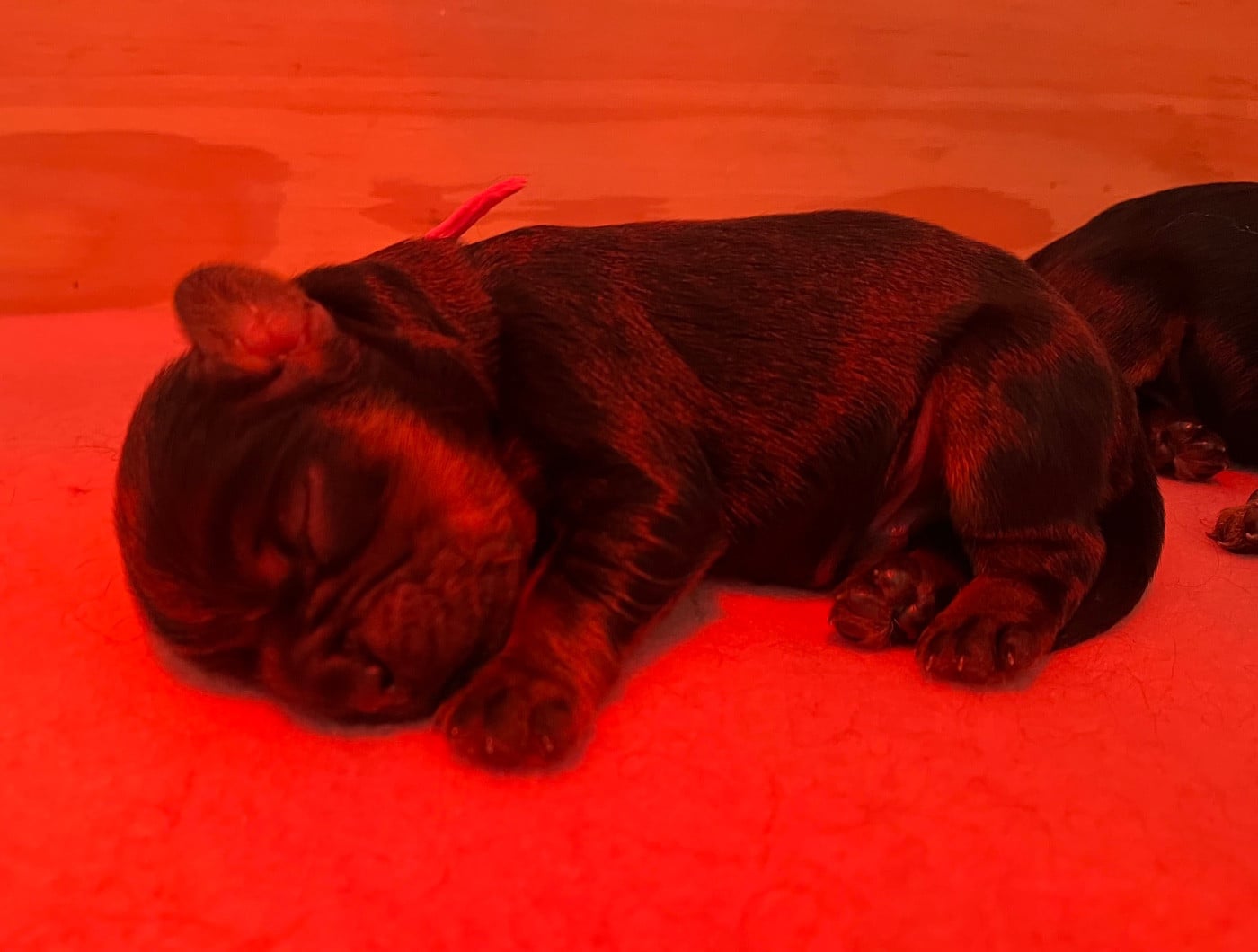 Chiot N°2 - Cavalier King Charles Spaniel