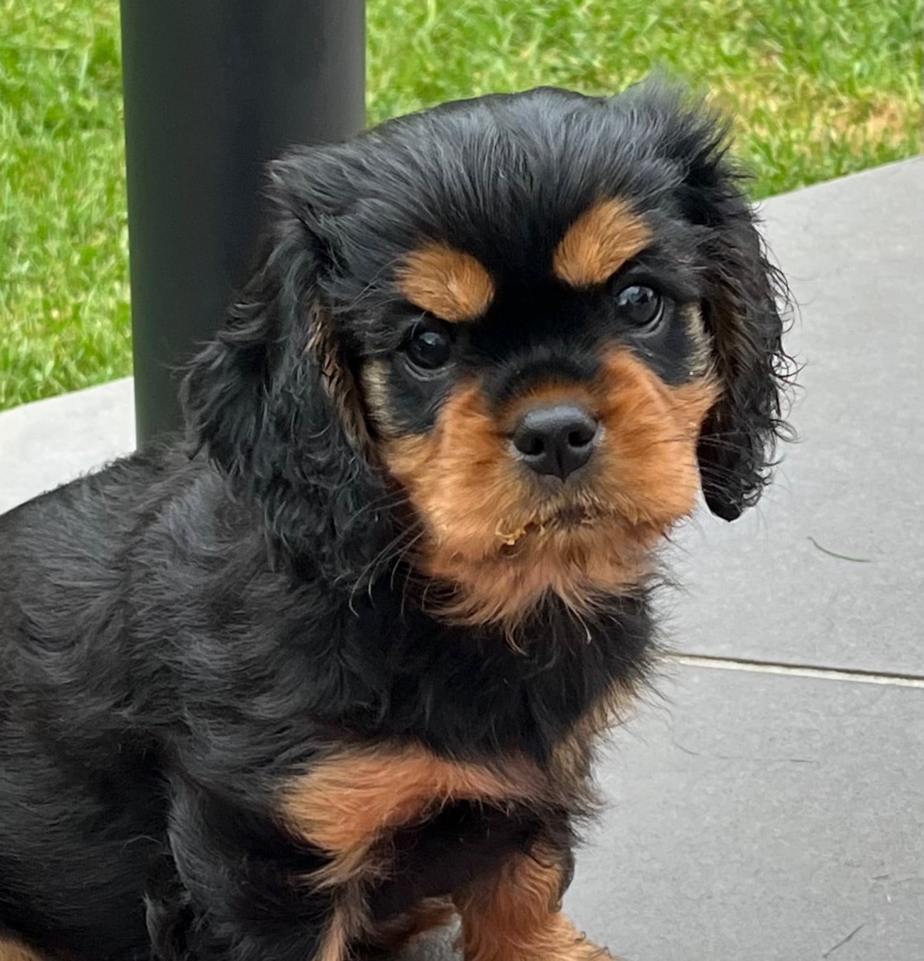 Chiot N°3