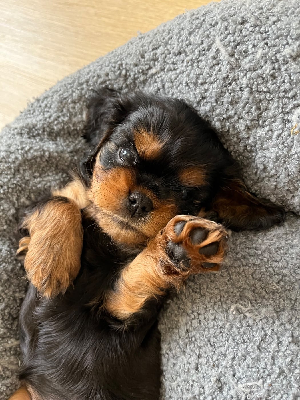 Chiot N°3