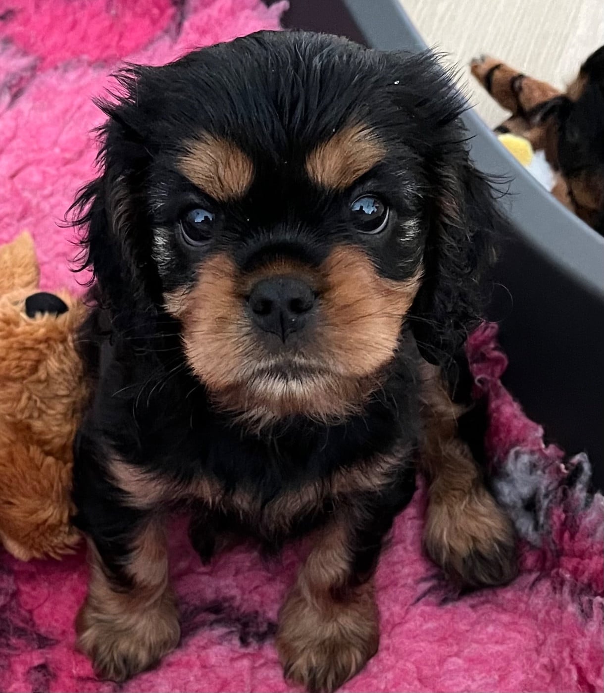 Chiot N°3