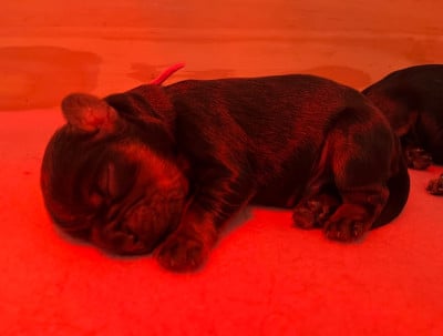 Les chiots de Cavalier King Charles Spaniel