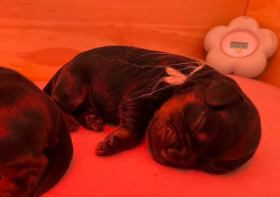 Les chiots de Cavalier King Charles Spaniel