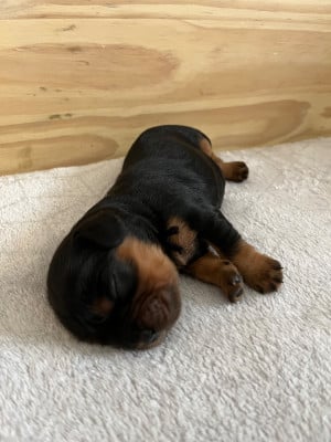 Les chiots de Cavalier King Charles Spaniel