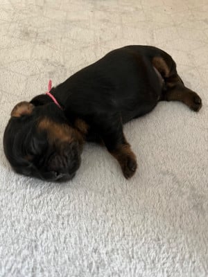 Les chiots de Cavalier King Charles Spaniel