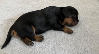 Les chiots de Cavalier King Charles Spaniel