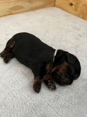 Les chiots de Cavalier King Charles Spaniel