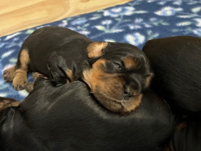 Les chiots de Cavalier King Charles Spaniel
