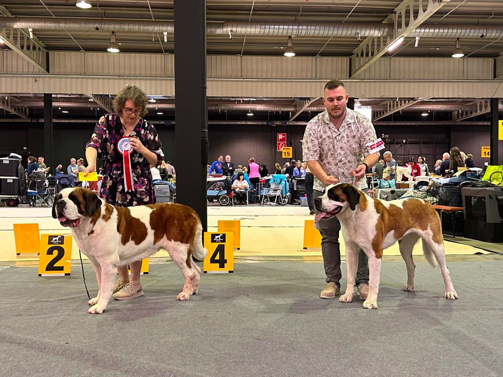 CH. Téa moa Vom Neuschwander - 1er EXCELLENT CACL - RCACIB