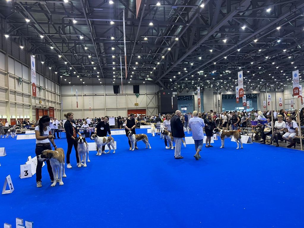 CH. Téa moa Vom Neuschwander - 3ème EXCELLENT sur 7 femelles