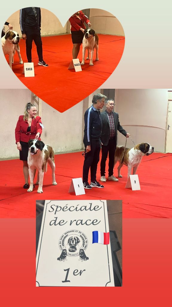 CH. Téa moa Vom Neuschwander - 1ère EXCELLENT RCACS /2