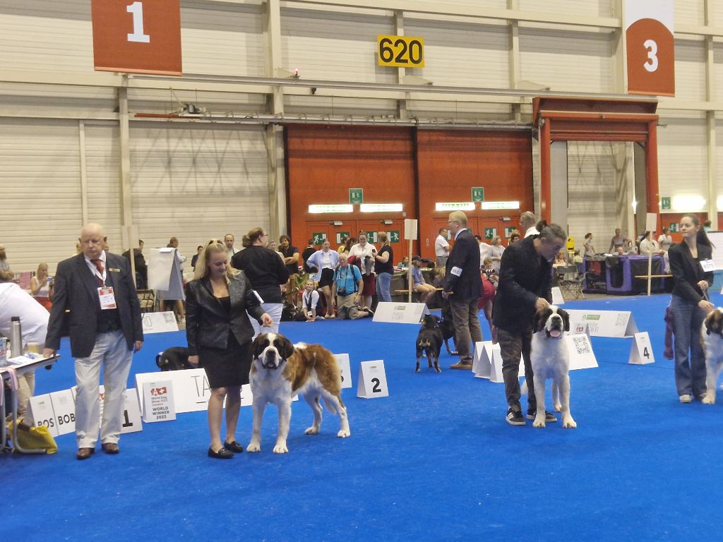 CH. Rayo de solea vom malinvern - 1ère EXCELLENT CAC sur 4 femelles inscrites & Meilleur couple av. THAÏ