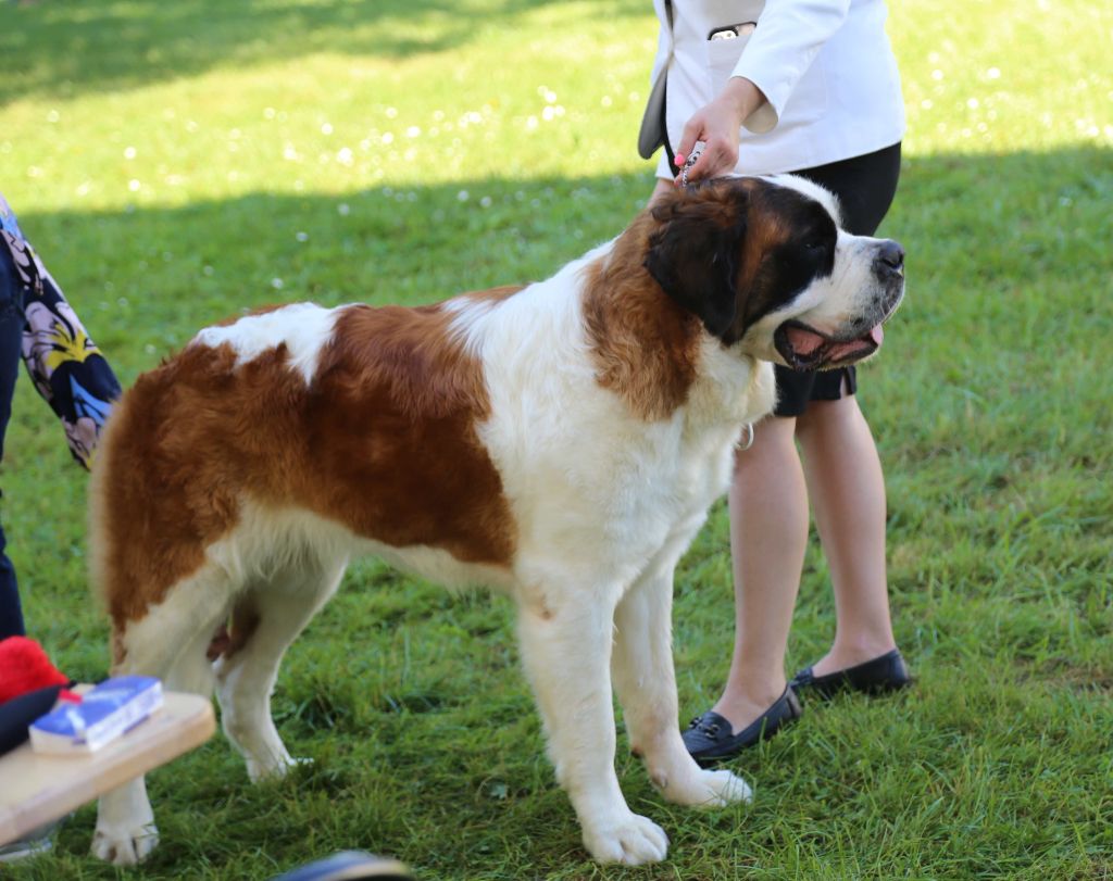 CH. Rayo de solea vom malinvern - 2ème EXCELLENT + sur 5 femelles & 2ème Meilleur couple PL avec THAÏ