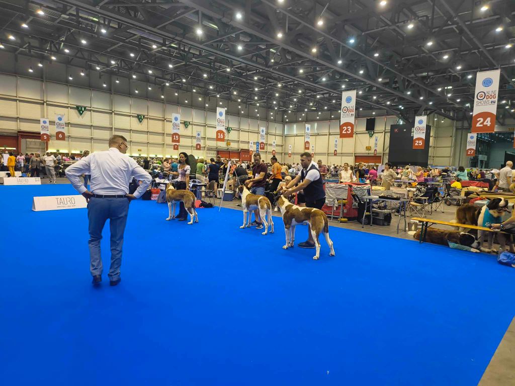 CH. Téa moa Vom Neuschwander - 2ème EXCELLENT RCAC