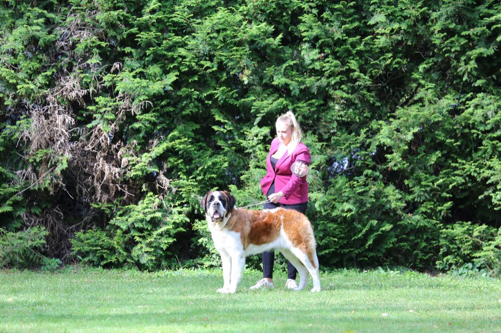 CH. Rayo de solea vom malinvern - 1er EXCELLENT meilleur couple avec THAÏ & EXCELLENT non classée sur 12 femelles