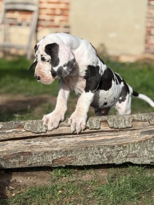 Les chiots de Dogue allemand