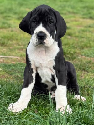 Les chiots de Dogue allemand