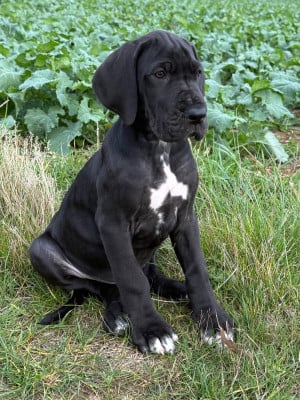 Les chiots de Dogue allemand