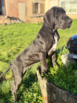 Les chiots de Dogue allemand