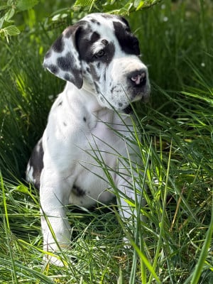 Les chiots de Dogue allemand
