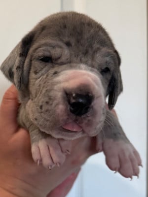 Les chiots de Dogue allemand