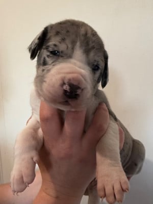 Les chiots de Dogue allemand