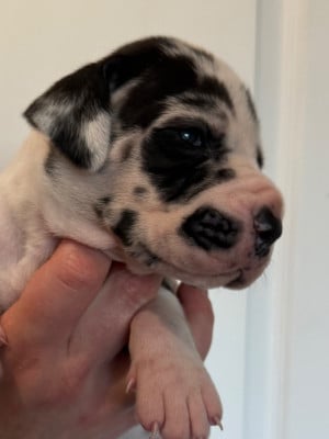 Les chiots de Dogue allemand