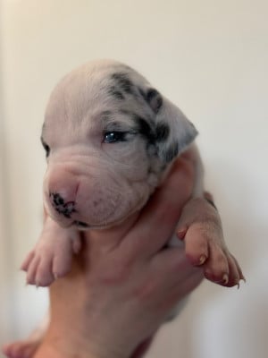Les chiots de Dogue allemand