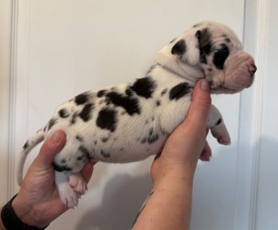 Les chiots de Dogue allemand
