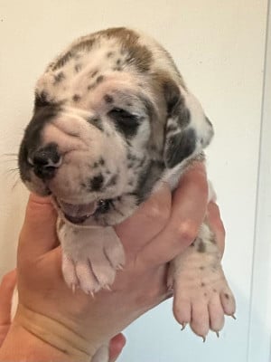 Les chiots de Dogue allemand