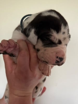 Les chiots de Dogue allemand
