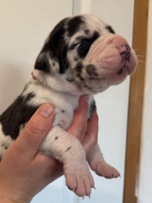 Les chiots de Dogue allemand