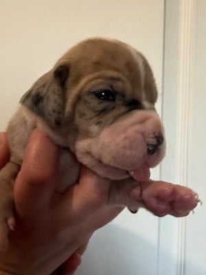 Les chiots de Dogue allemand