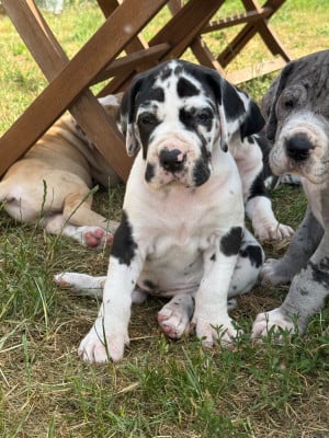 Les chiots de Dogue allemand