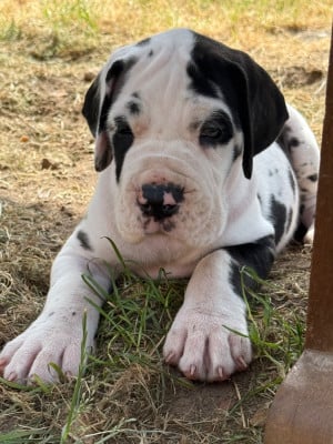 Les chiots de Dogue allemand