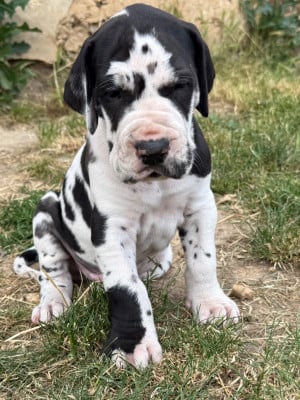 Les chiots de Dogue allemand