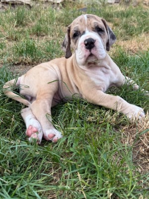Les chiots de Dogue allemand
