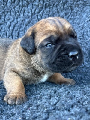 Les chiots de Cane Corso