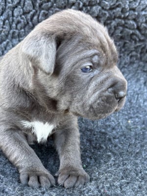 Les chiots de Cane Corso