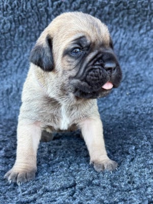 Les chiots de Cane Corso