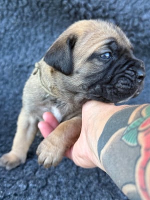 Les chiots de Cane Corso