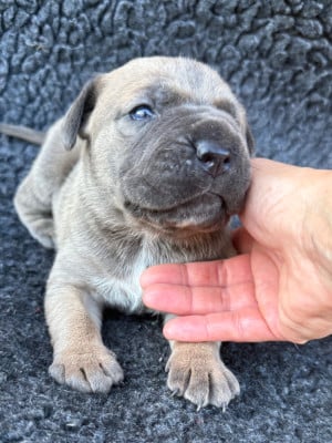 Les chiots de Cane Corso