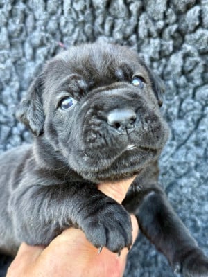 Les chiots de Cane Corso