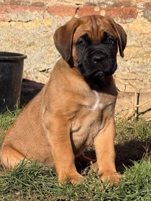 Les chiots de Cane Corso