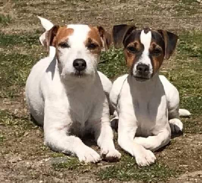 van Beck des Folie's Parsons