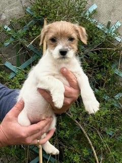 Bradway - Parson Russell Terrier