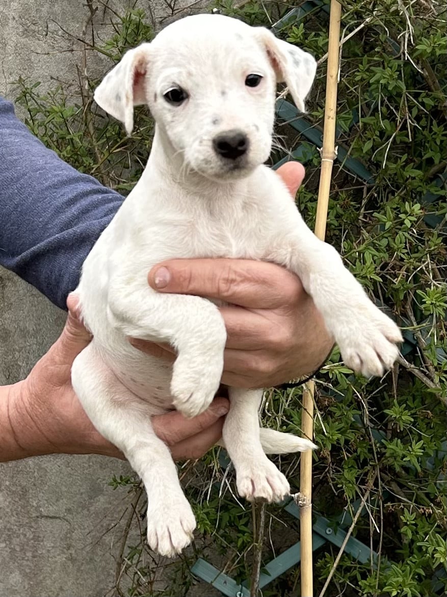 Blueway - Parson Russell Terrier