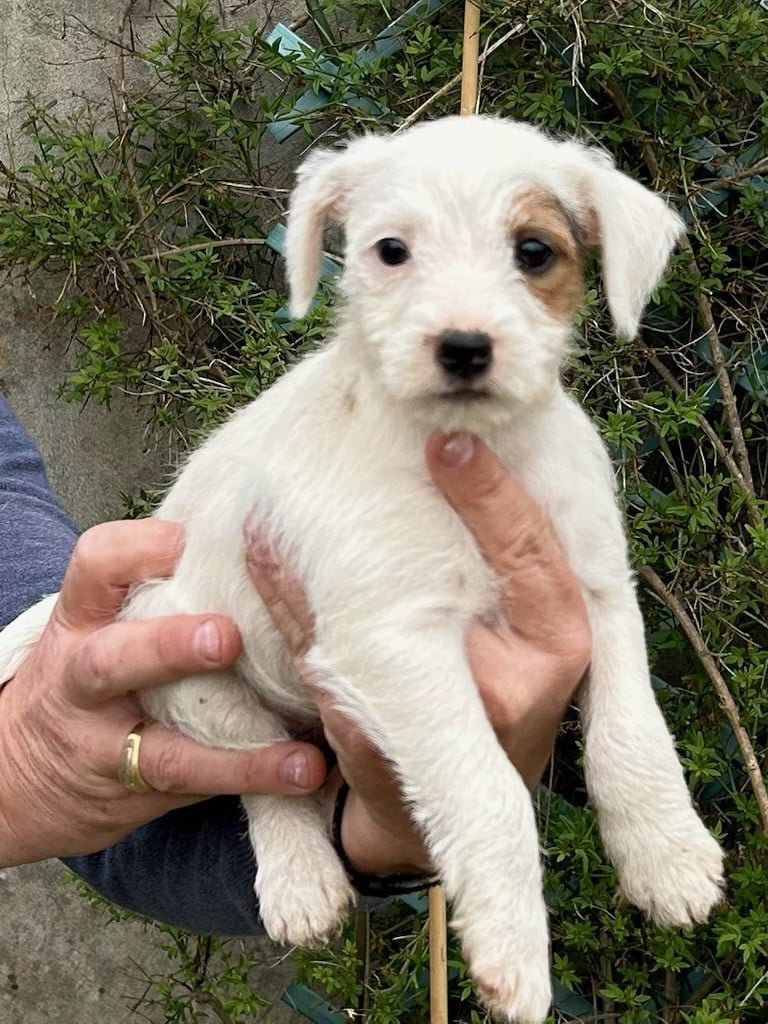 Breizhway - Parson Russell Terrier