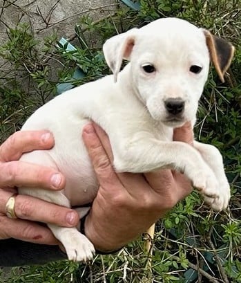 Brittway - Parson Russell Terrier